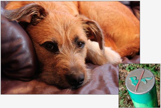 Ein »grüner Poller« mit durchgestrichenem Hundesymbol  hier herrscht Betretungsverbot für alle Hunde. Fotos: Soir