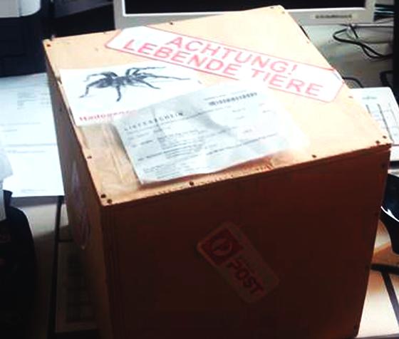 Die Kiste mit der Aufschrift »Achtung! Lebende Tiere« erpuppte sich als inhaltslos.	Foto: PI Poing