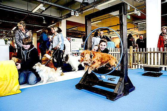 Am Agility-Parcours können Besucher-Hunde zeigen, was in ihnen steckt. 	Foto: The Supreme Group