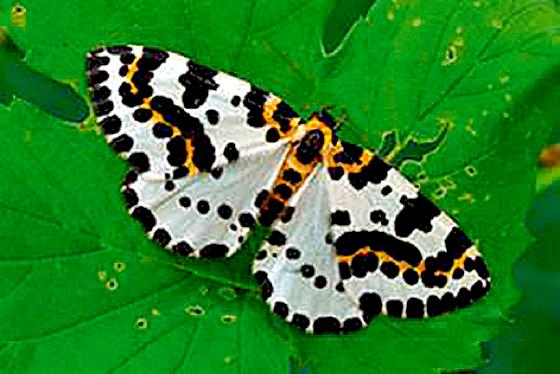 Der Stachelbeerspanner wurde Schmetterling des Jahres und steht auf der Roten Liste. 	Foto: privat