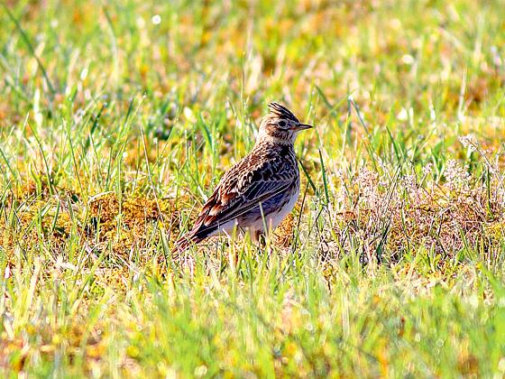 Am 30. April lädt der Bund Naturschutz zu einer Vogel-Wanderung in Oberhaching ein.	Foto: VA