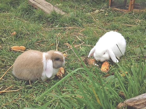 Buddy (braun-weiß) und Minko (weiß) wurden aus ihrem Kaninchenstall »gestohlen«. 	Foto: Privat