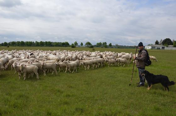 Die Schäfer haben heutzutage mit vielen Problemen zu kämpfen. Kleines Foto: Schafe brauchen auch Klauenpflege. 	Foto:  Marion Friedl
