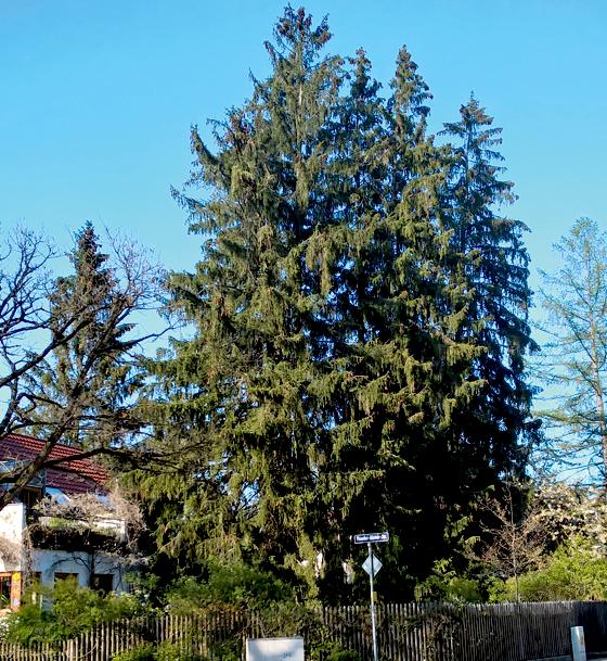 Die sechs alten Fichten, die aus der Ferne wie ein Baum wirken, stehen in der Theodor-Körner-Straße.	Foto: privat