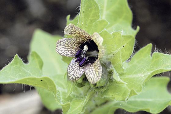 Schwarzes Bilsenkraut ist eine stark giftige Pflanze, deren Samen früher dem Bier zugesetzt wurden, damit es stärker berauschte.	Foto: VA