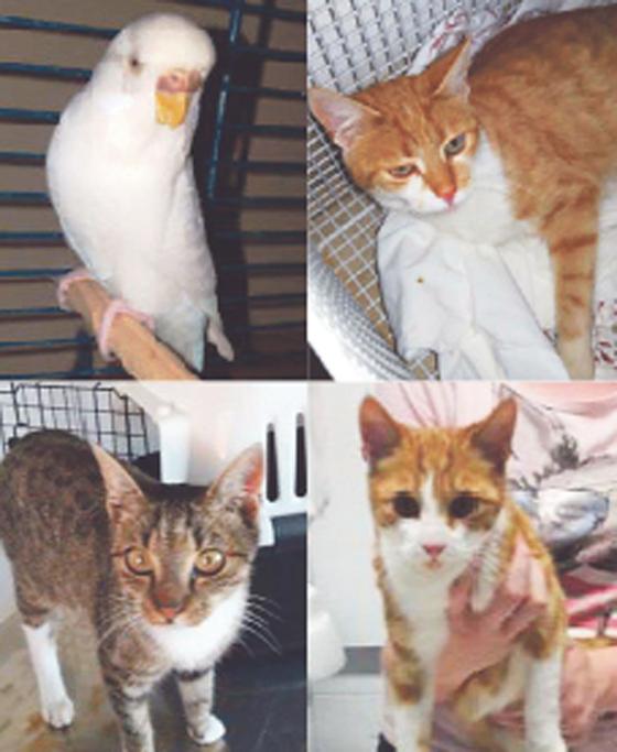 Der Wellensittich und die drei Katzen Pauli (oben rechts), ­Miezi (unten links) und Jasmin suchen ihr Zuhause.	Fotos: PM