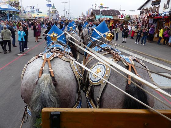 Pferde auf dem Oktoberfest: vertretbare Tradition oder Belastung für die Tiere?	Foto: Edith Reithmann