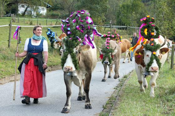Die letzten Almkühe haben nun auch in Aschau die Berge verlassen.	Foto: H. Reiter