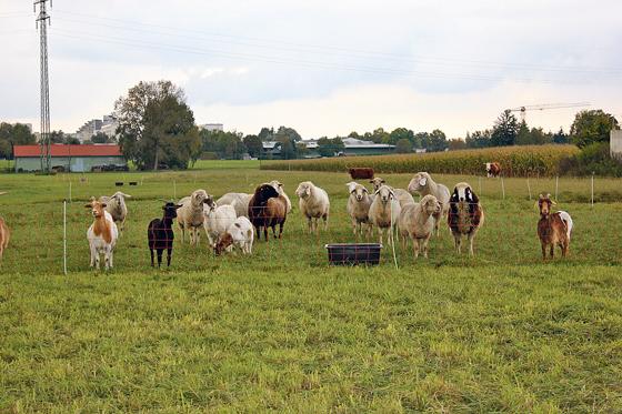 Noch grasen in Johanneskirchen die Schafe  was die Entwicklung des Münchner Nordostens bringt, erfahren Sie am 19. Oktober.	Foto: ahi