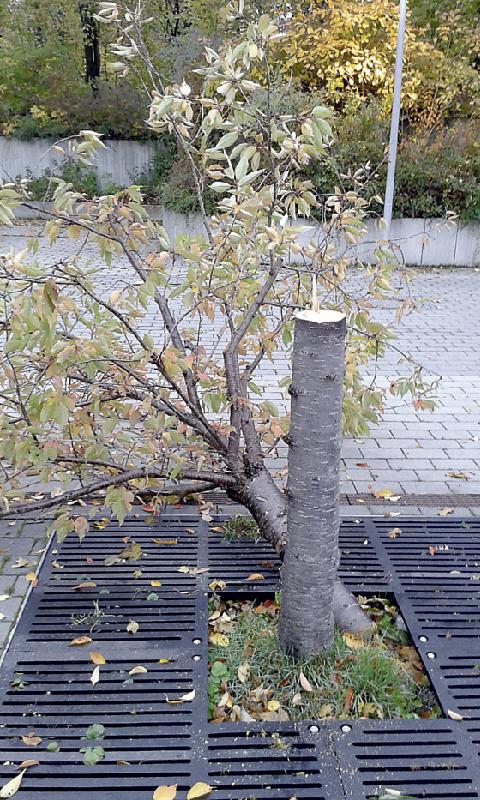 Auf dem Pausenhof des EMG sind fünf Bäume gefällt worden.	Foto: Gemeinde Haar