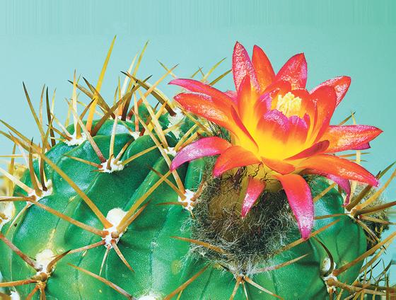 Viele Kakteen begeistern durch ihre atemberaubende Blütenpracht: Lobivia maximiliana ist ursprünglich in Südamerika beheimatet.	Foto: Hans Frohning