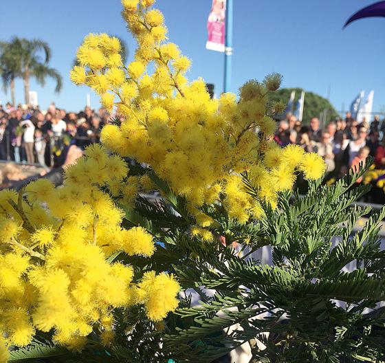 Die Mimosen stehen im Mittelpunkt des gleichnamigen Festes.	Foto: privat