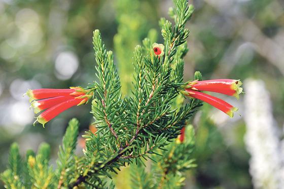 In Südafrika, besonders im Kapgebiet, kommen zahlreiche Erica-Arten vor. Auch die ansehnliche Erica versicolor, das Verschiedenfarbige Heidekraut.	Foto: Franz Höck