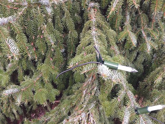Mutwillig zerstört: Die Kabel der Weihnachtsbeleuchtung am Hochbrücker Weihnachtsbaum wurden  mehrfach durchtrennt.	Foto: Gemeinde