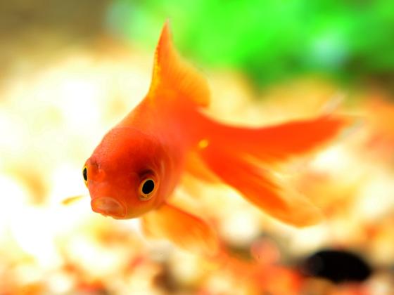 Wer hätte gedacht, dass der adrette kleine Goldfisch in der freien Natur ein ziemlich hungriger Jäger ist? So hungrig, dass er nicht ausgesetzt werden darf.	Foto: endlesswatts, CC0