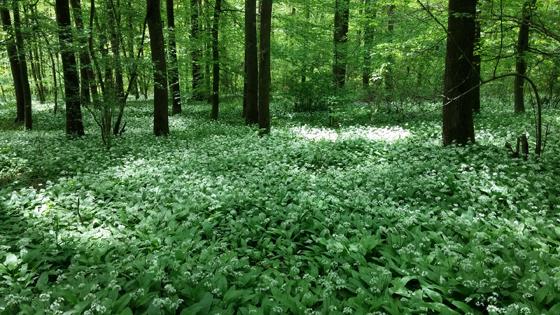 Blühender Bärlauch in einem Wald.	Foto: Volker Grosser