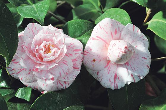 Warum diese zierlichen Schönheiten nicht nur Camellia japonica L. sondern auch Contessa Lavinia Maggi heißen, erfährt man bei der Führung.	Foto: Franz Höck