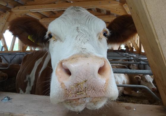 Um sie dreht sich die ganze Debatte: die Kuh und ihre Milch. Für die Erdinger Milchbauern geht es um die Existenz, und das schon seit längerer Zeit.	Foto: Sportfood4you, CC0