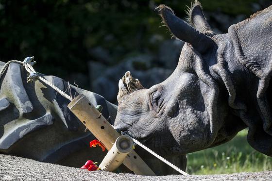 Jede Menge spannende Tiere, wie dieses Panzernashorn, kann man im Tierpark entdecken. 	Foto: Marc Müller