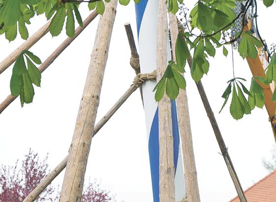 Traditionell mit Scherstangen wird der Maibaum in Oberhaching am Sonntag, 30. April, aufgestellt. 	Foto: hw
