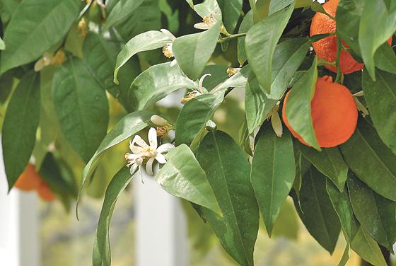 Die Bitterorange, auch als Pomeranze bekannt, gehört zu den typisch andalusischen Früchten.	Foto: VA