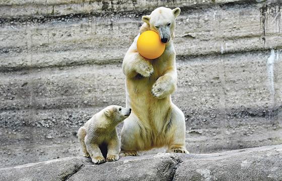 Eisbärenbaby Quintana erlebt mit ihrer Mutter Giovanna viele neue Abenteuer in der Felsenanlage.	Foto: VA