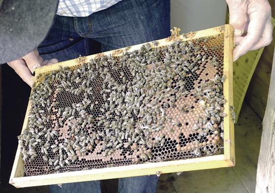 Fleißige Arbeiter! Im Mai und Juni ist auch für die Bienen im altbayrischen Dorf Hochbetrieb.	Fotos: Dieter Schnöpf