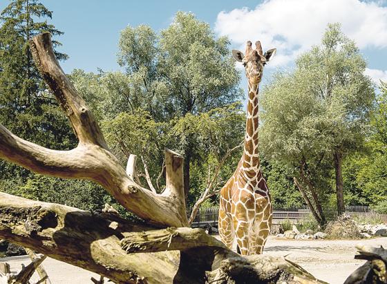 Die Giraffen-Damen Limber hat in den Niederlanden ein neues Zuhause gefunden. 	Foto: Tierpark Hellabrunn/Joerg Koch