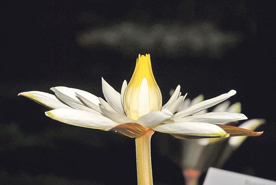 Die Weiße Ägyptische Lotusblume ist tagsüber eher »schüchtern«. Erst in der Nacht entfaltet die tropische Pflanze ihre ganze Blütenpracht. 	Foto: Dr. Ehrentraud Bayer, Bot. Gart.