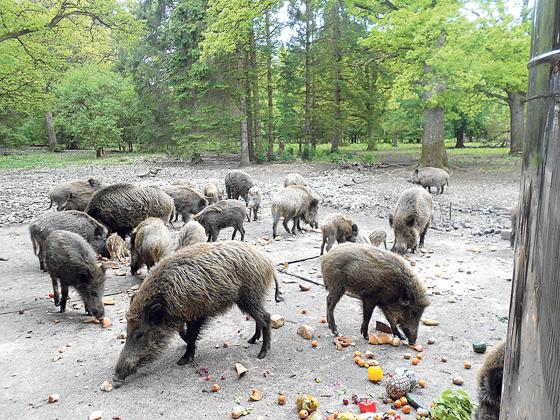 Eine der Hauptattraktionen für viele Besucher des Walderlebniszentrums Grünwald ist die Wildschweinfütterung, die an der Sauschütt täglich um 16 Uhr stattfindet.	Foto: VA