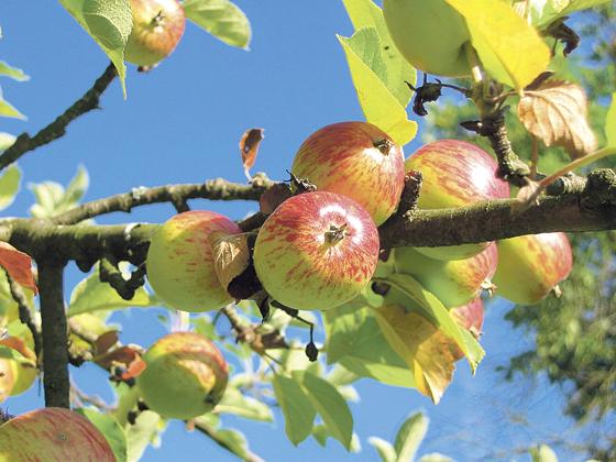 Im September reifen die meisten Äpfel. In der Obstsafterei kann man sein Obst zu Saft verarbeiten.