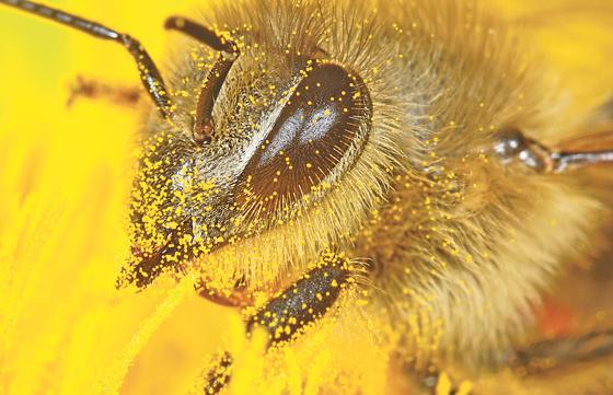 Gestatten, ich bin die Pollenbiene! So nah sieht man dieses Insekt sonst nur sehr selten. 	Foto: Heidi & Hans-Jürgen Koch