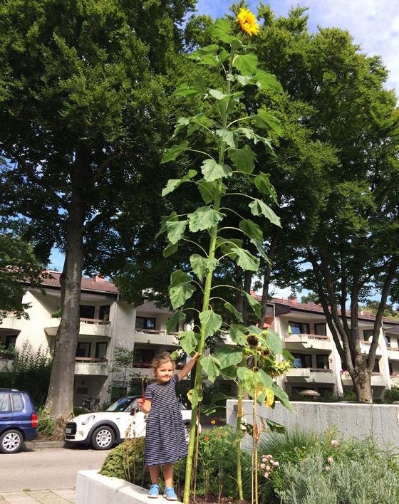 Die dreijährige Tochter von Ellen Scheuer zeigt stolz die Sonnenblume, die ihre Mutter geplanzt hat.	Foto: Privat