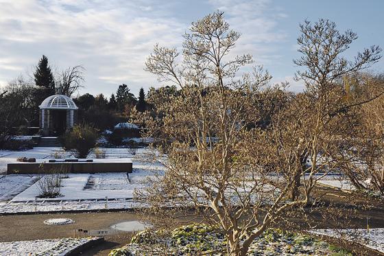 Wie erkennt man die Magnolie im Winter  anhand von Rinde, Wuchsform und Farbe der Knospen.	Foto: VA