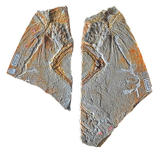 Das Foto zeigt die beiden Platten des Haarlemer Exemplars, das bislang als erster fossiler Fund des Urvogels Archaeopteryx galt. Foto: O. Rauhut, SNSB
