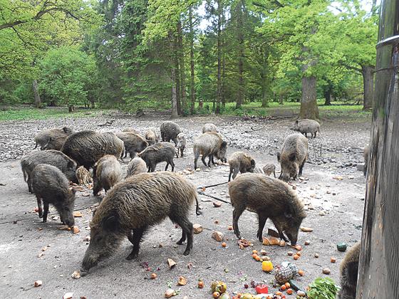 Erst schauen alle der Fütterung der Wildschweine zu, dann wird von der Gemeindebibliothek vorgelesen.	Foto: hw