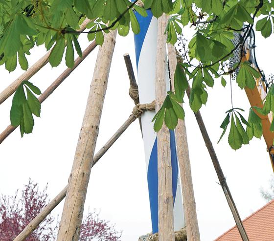 Am 30. April wird auf der Bachwiesen in Oberhaching-Furth ein neuer Maibaum aufgestellt.	Foto: VA