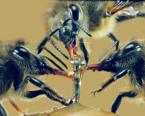 Eine neue 3D-Makro Kameratechnik lässt die Zuschauer am Bienenleben hautnah teilhaben.	Foto: VA