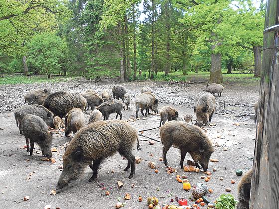 Nach der Fütterung der Wildschweine wartet eine weitere Attraktion auf die Kinder.	Foto: Woschée