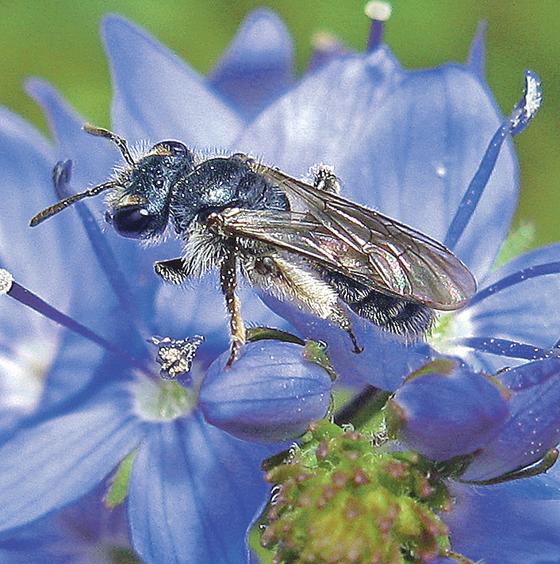 Eine blaue Ehrenpreis-Sandbiene fotografiert von Erwin Scheuchl, der sich als Wildbienen-Experte einen Namen gemacht hat. 	 	Foto: Erwin Scheuchl