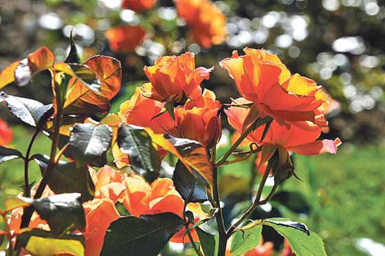 Aprikot: Eine der nicht so häufigen apricotfarbenen Rosen, die Beet-Rose Tequila 2003 des Züchters Meilland, blüht derzeit im Rosengarten. 	Foto: Franz Höck 	Botanischer Garten München-Nymphenburg