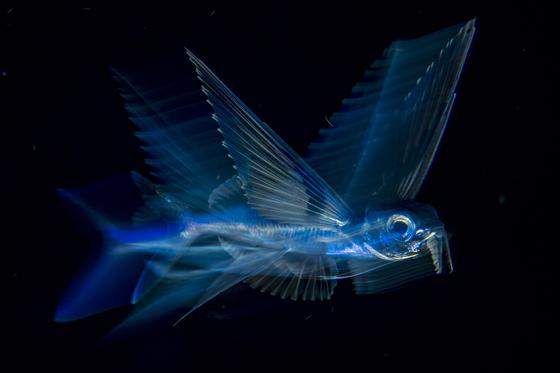 »Flying Fish in Motion«: Fliegender Fisch im August 2017 aufgenommen in Florida.                  Foto: © Michael Patrick O'Neill