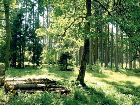 Die Naturschutzvereinigungen aus dem Landkreis Ebersberg setzen sich für den Erhalt des Landschaftsschutzgebietes Erbersberger Forst ein. 	Foto: Initiative