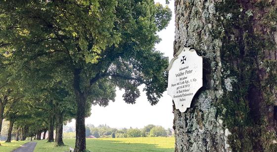 84 Schicksale verbergen sich hinter den Tafeln, die an den Lindenbäumen der »Heldenallee« vom Klostersee zur Ebersberger Alm angebracht sind.	Foto: Stefan Dohl