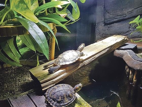 Schmuckschildkröten beim Sonnenbad, ganz wie der sonnenhungrige Homo Sapiens. 	Foto privat