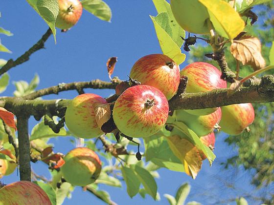 Jetzt Ende August ist das meiste Obst reif zum Pflücken. Also ab an die Bäume!	Foto: CC0