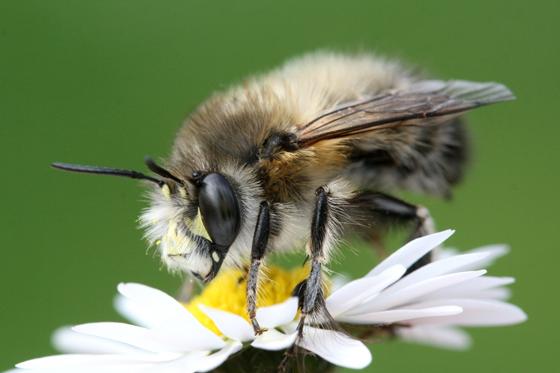 Der warme Sommer 2018 bescherte ein gutes Bienenjahr. Im Landkreis hat man zum »Jahr der Biene« zudem einige erfolgreiche Aktionen durchgeführt. 	Foto: Hans-Jürgen Sessner