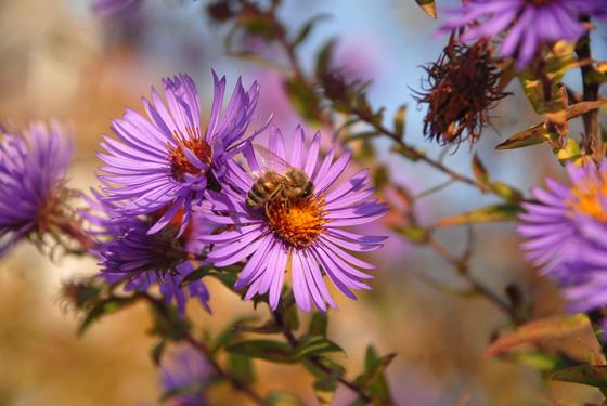 Astern kennt man als typische Herbstblüher. Sie werden von Honigbienen besucht, für die sie eine der letzten Futterquellen im Herbst darstellen. Foto: Dr. Ehrentraud Bayer, BGM