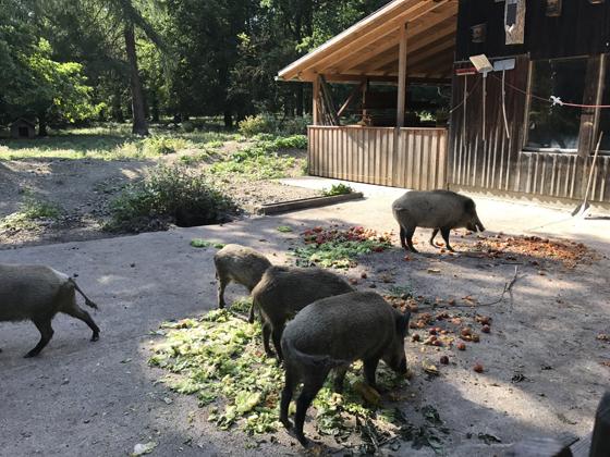 Am 15. November findet die nächste Lesung bei den Wildschweinen in der Sauschütt im Walderlebniszentrum in Grünwald statt. Foto: hw