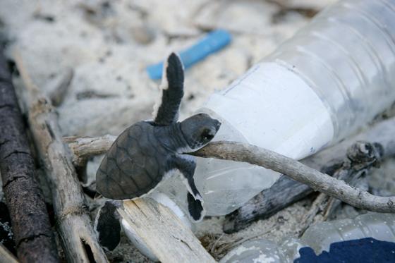 Plastikmüll im Meer betrifft jeden - als Erstes die Meeresbewohner und in letzter Konsequenz auch die Menschen. Foto: © WWF
